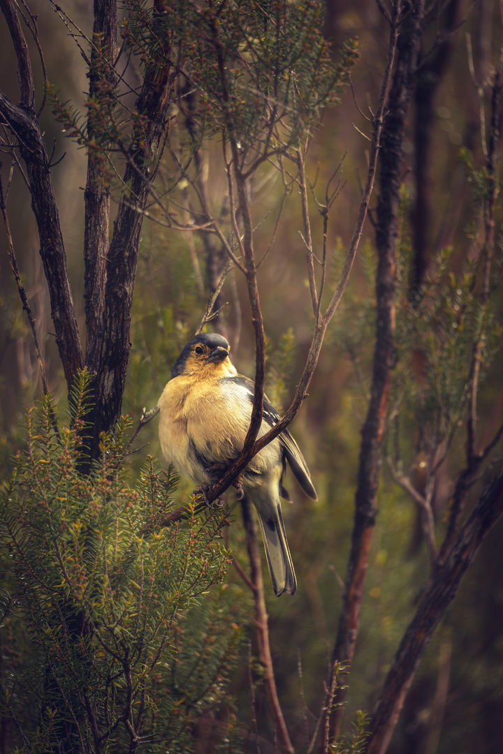 Madeiren Chaffinch 