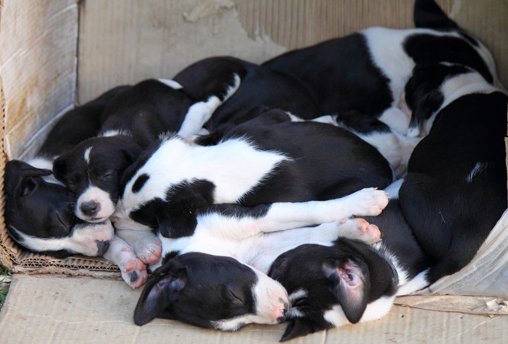 Madeja de perritos