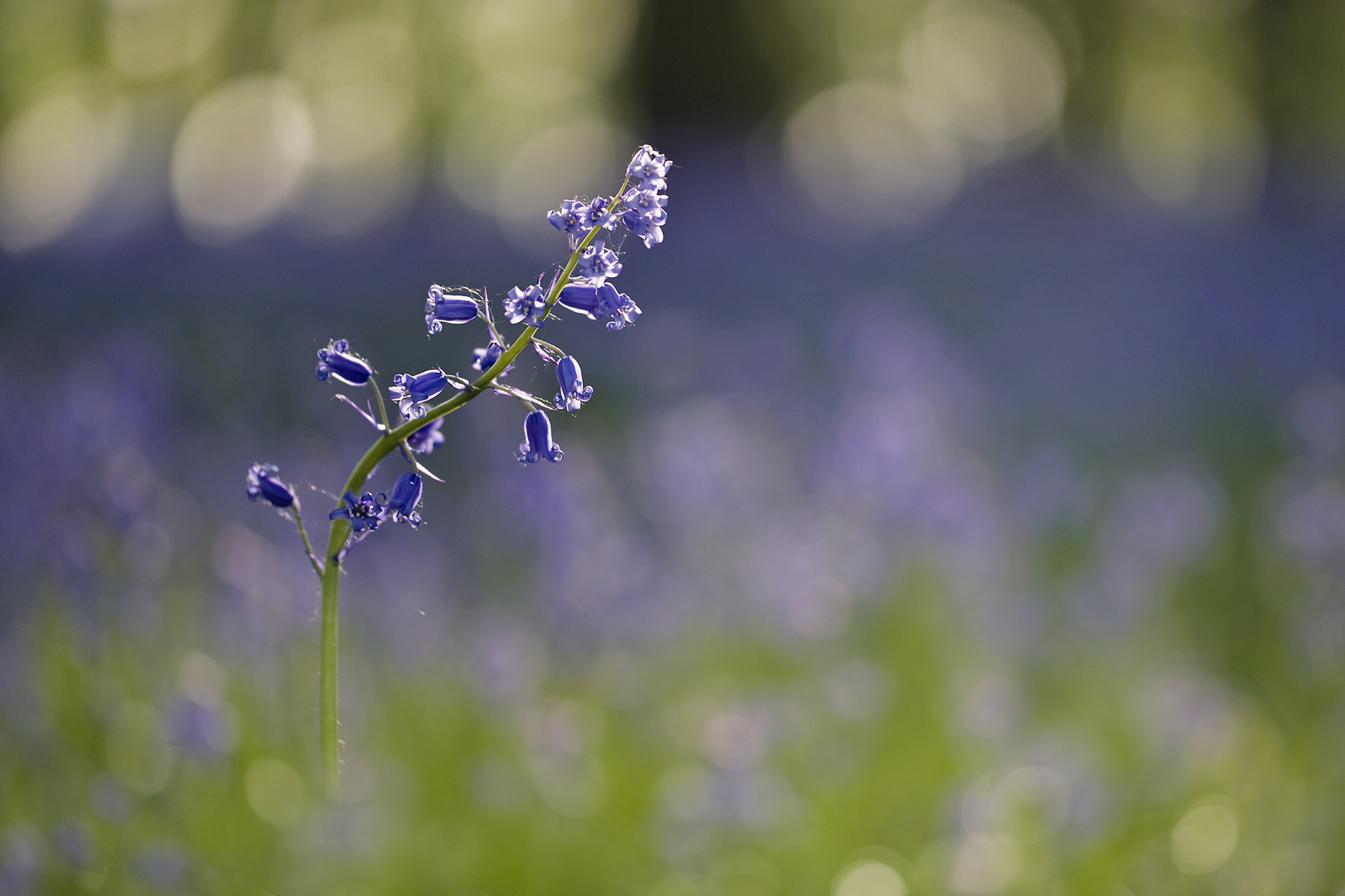 Mademoiselle Bluebelle...