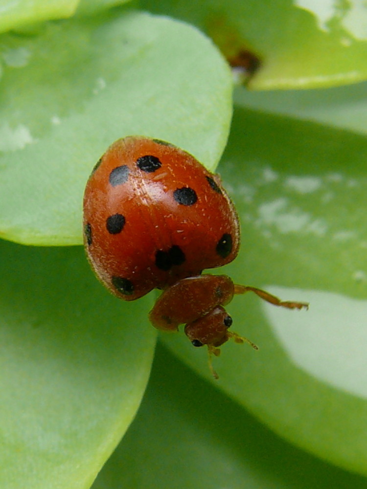 mademoiselle coccinelle