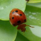 mademoiselle coccinelle