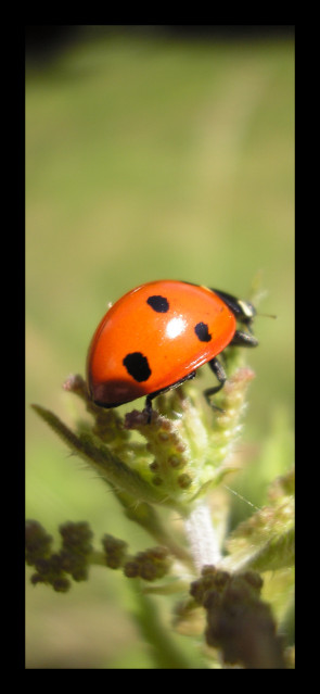 Mademoiselle Coccinelle