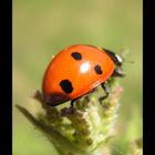 Mademoiselle Coccinelle