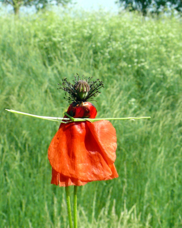 Mademoiselle coquelicot va au bal ce soir