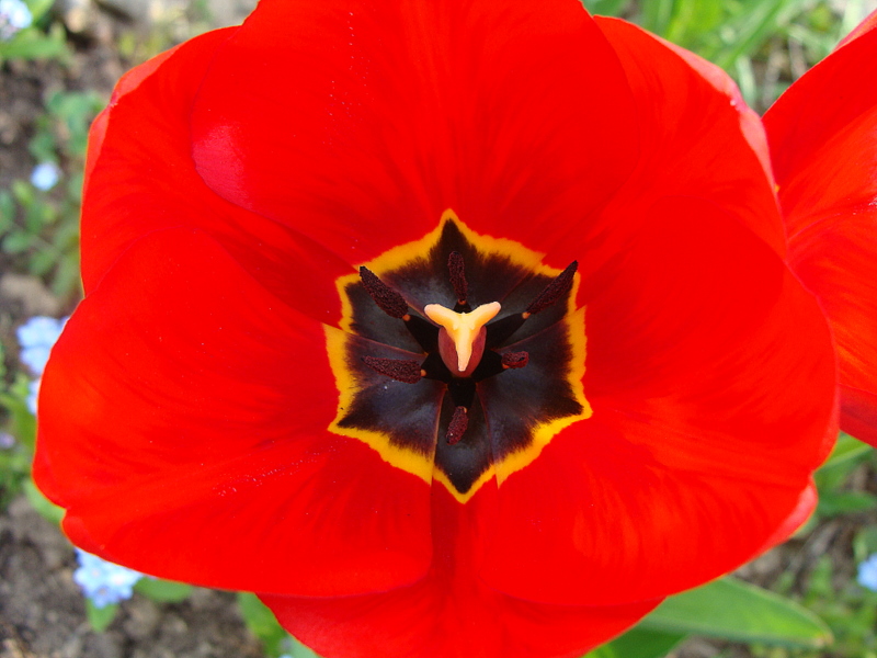 Mademoiselle,de la tulipe.