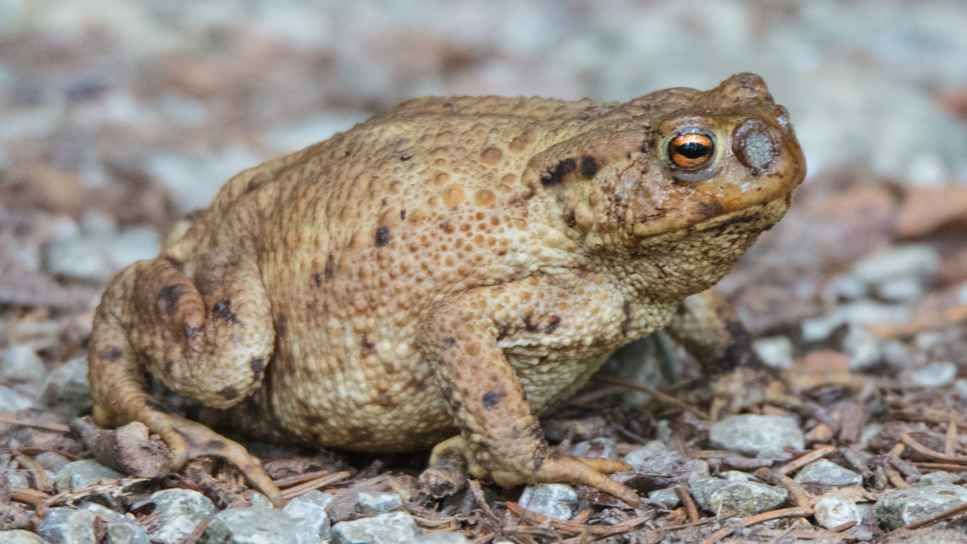 Madenbefall bei Kröte (Bufo Bufo)