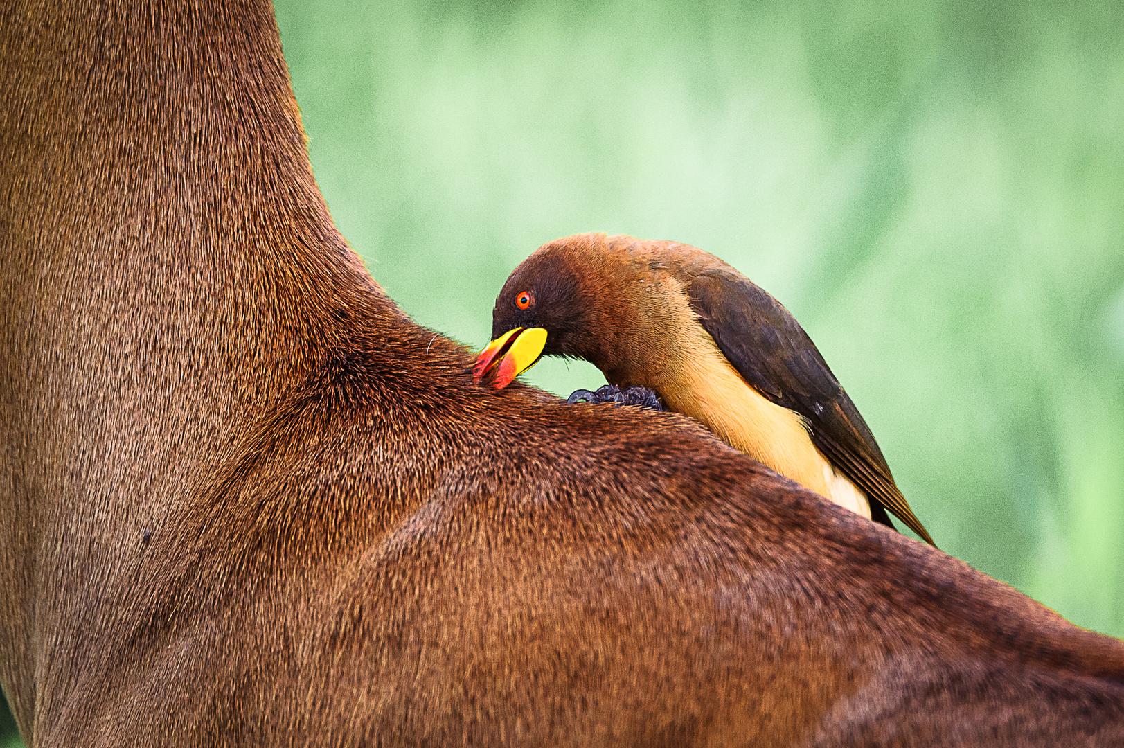 Madenhacker auf Impala, Tsavo East 2015