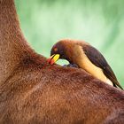 Madenhacker auf Impala, Tsavo East 2015