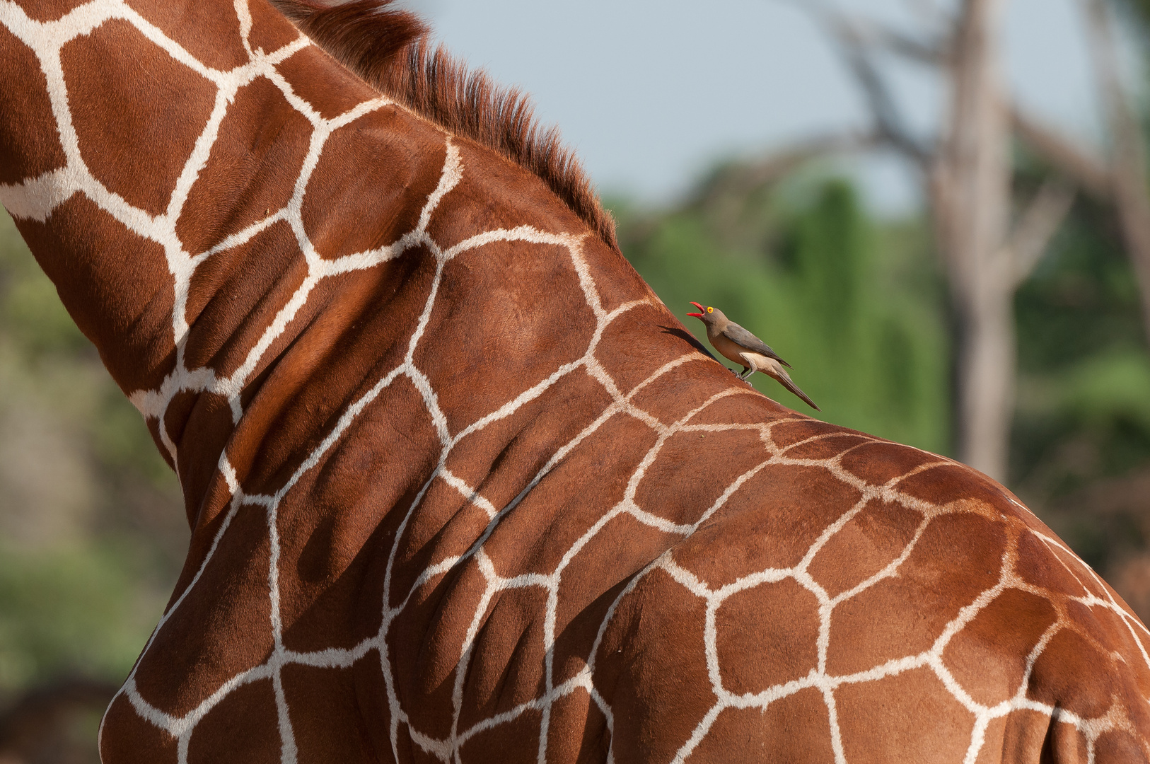 Madenhacker beschimpft Giraffe