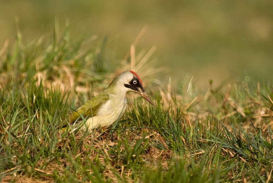 Madenjagd im Gras - Grünspecht-Frau