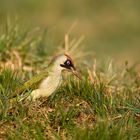 Madenjagd im Gras - Grünspecht-Frau