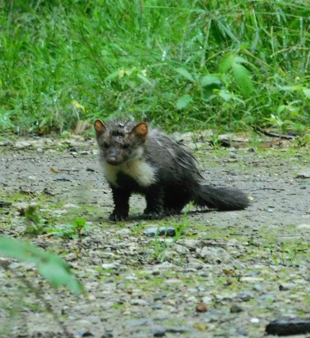 Mader nach dem Regen 