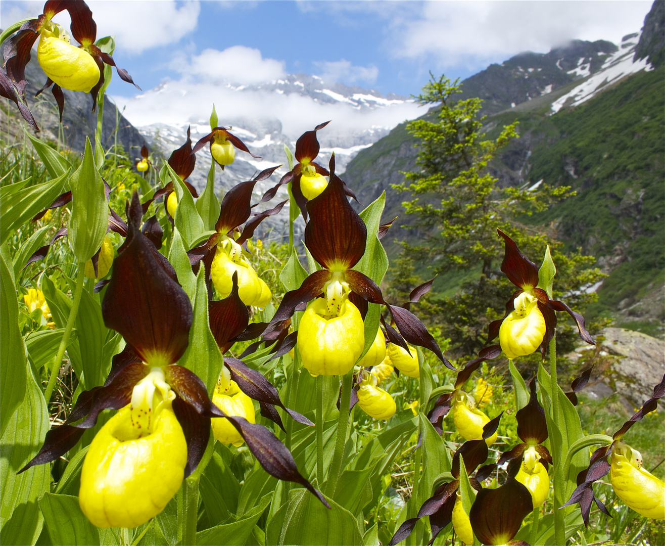 Maderanertal ,Frauenschuhe