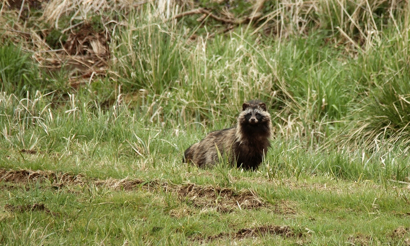 Maderhund 1