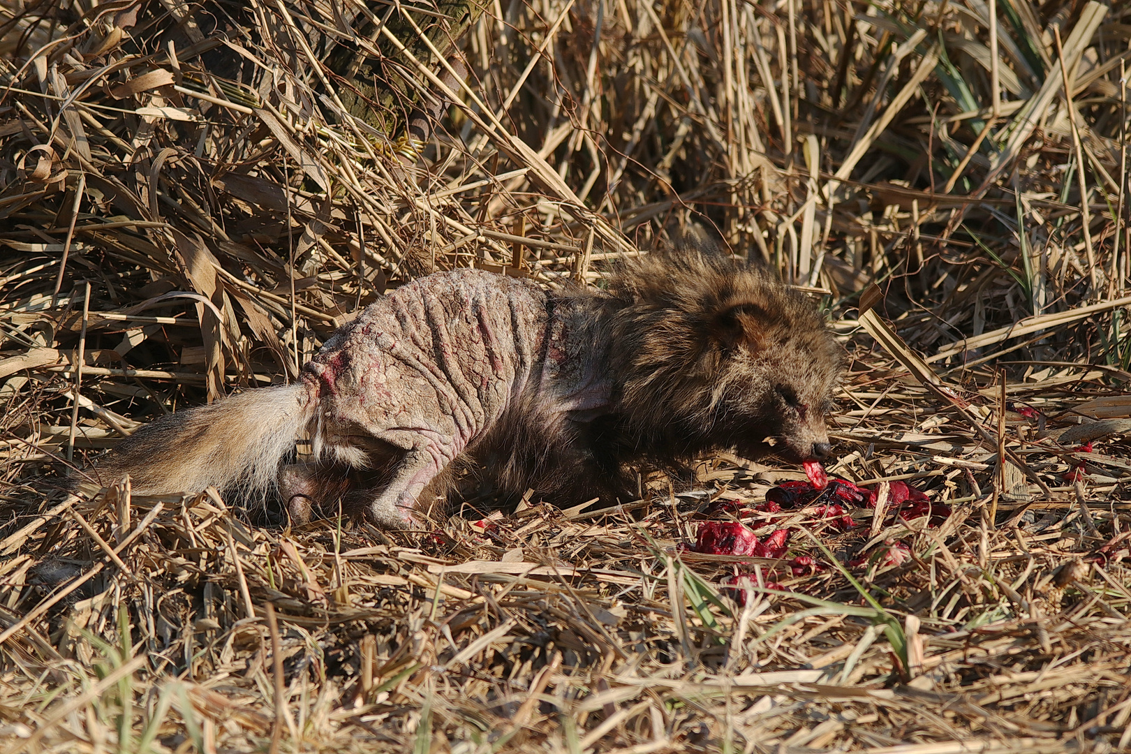 Maderhund 1