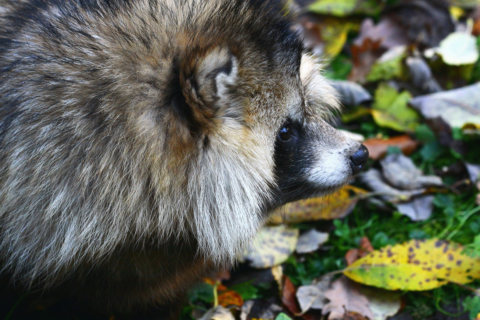 Maderhund im Laub