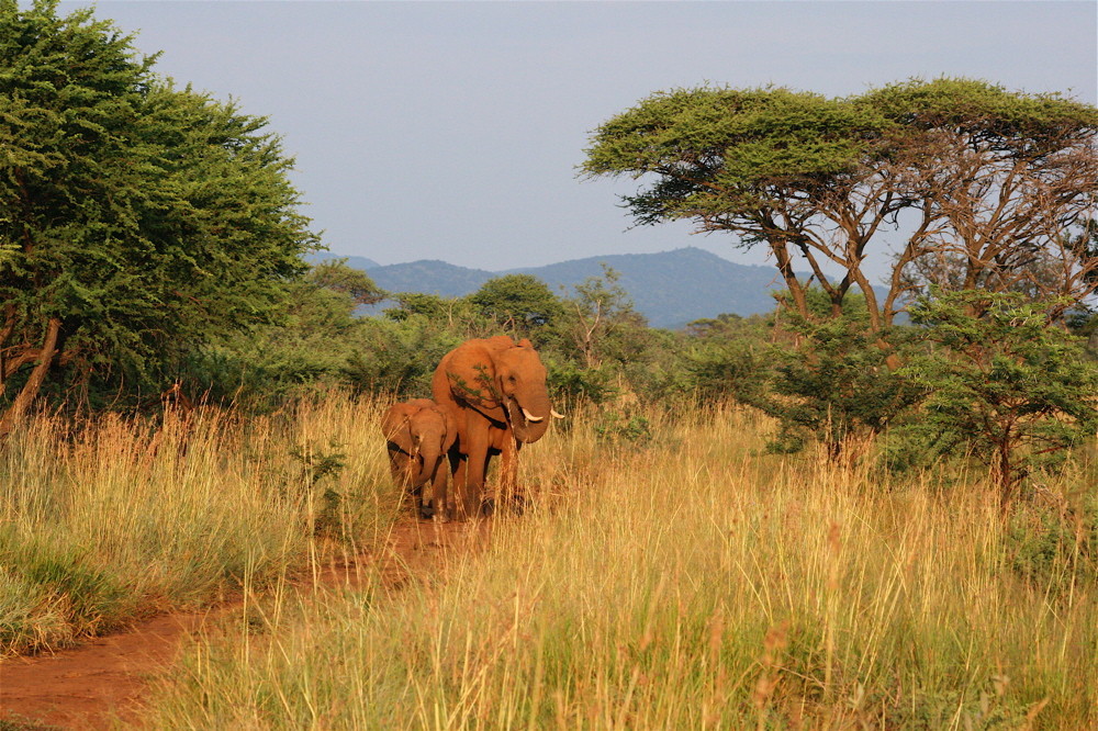 madikwes' red ellies