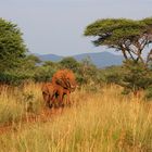 madikwes' red ellies