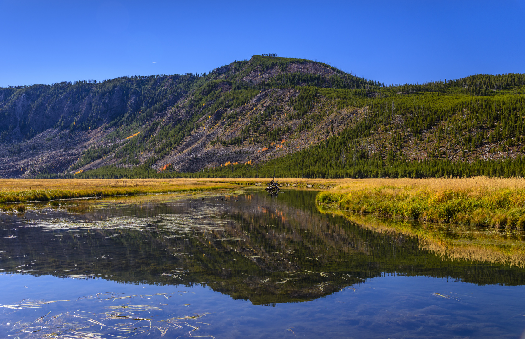 Madison River, Yellowstone NP, Wyoming, USA