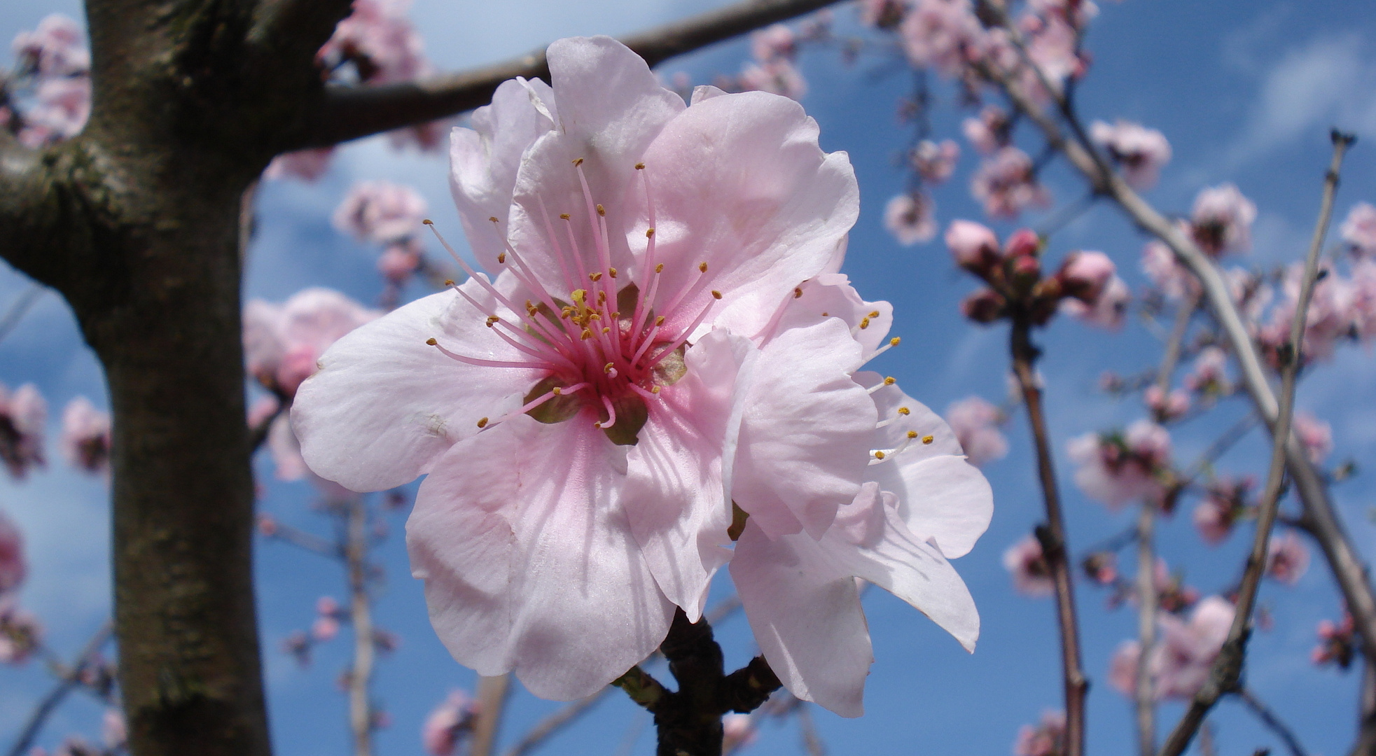 Madnelblüte in der Südpfalz