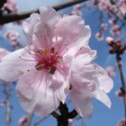 Madnelblüte in der Südpfalz