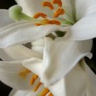 Madonna Lily