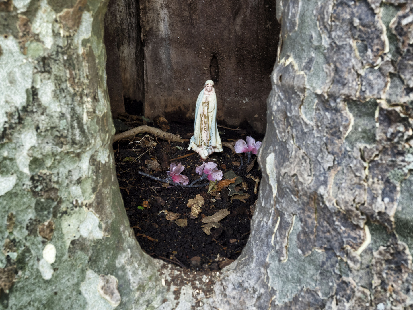 Madonna nel tronco