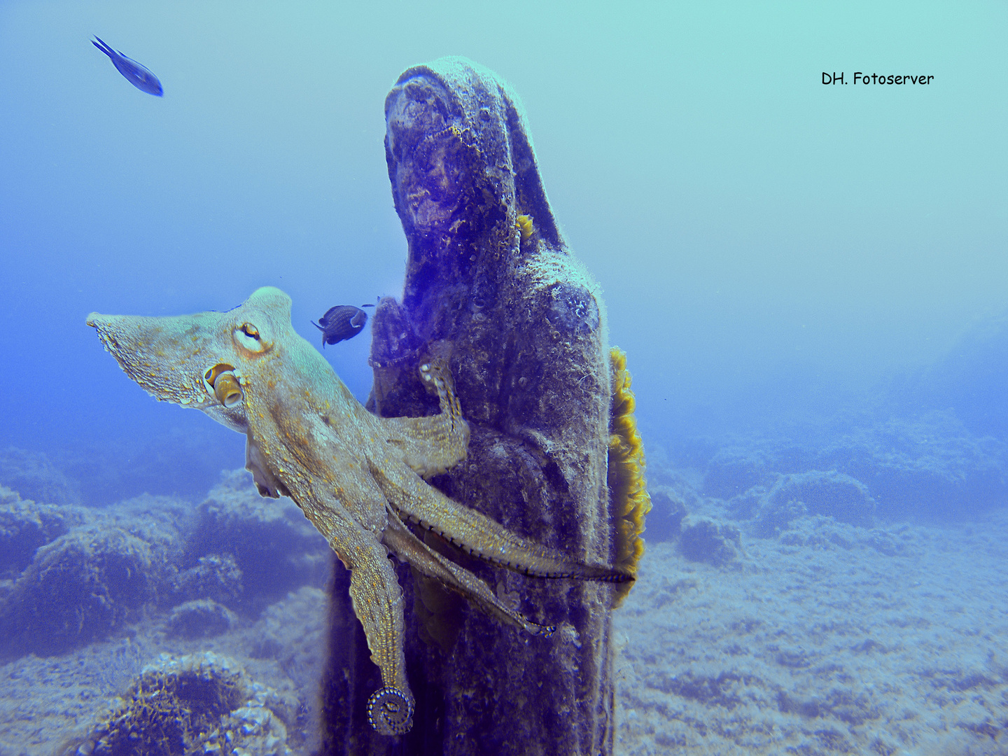 Madonna und Octopus