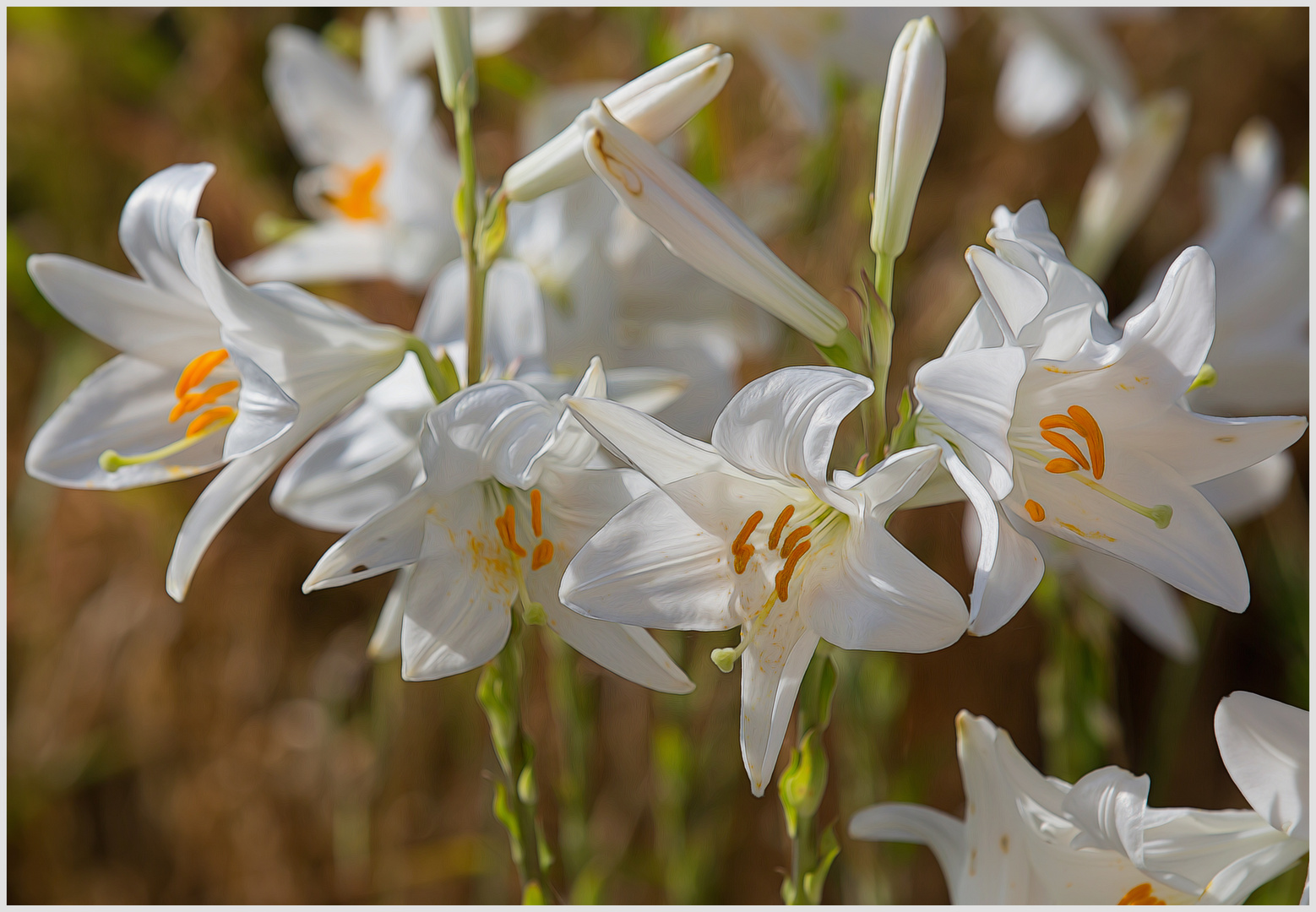 Madonnenlilien