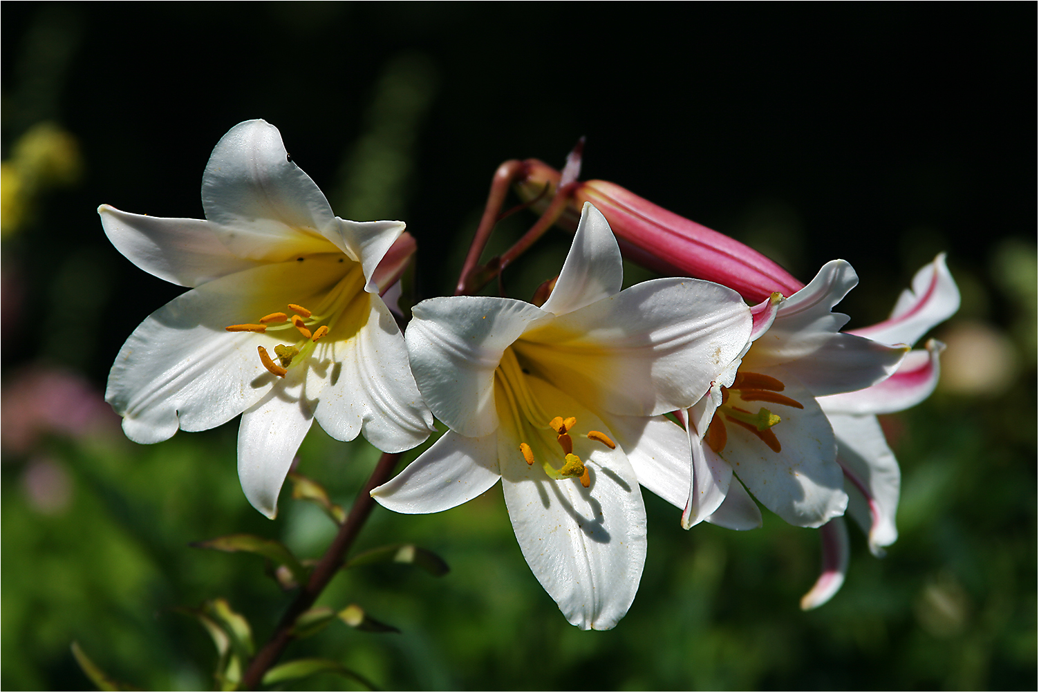 Madonnenlilien