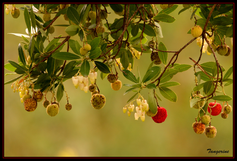 Madoños