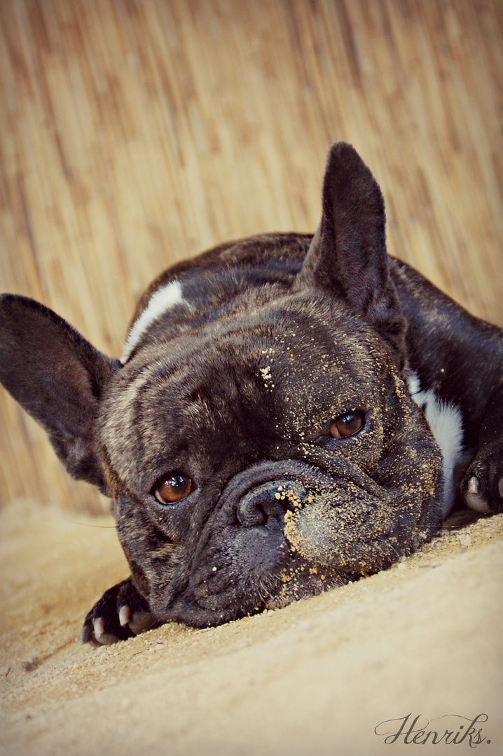 Madox the Bulldog