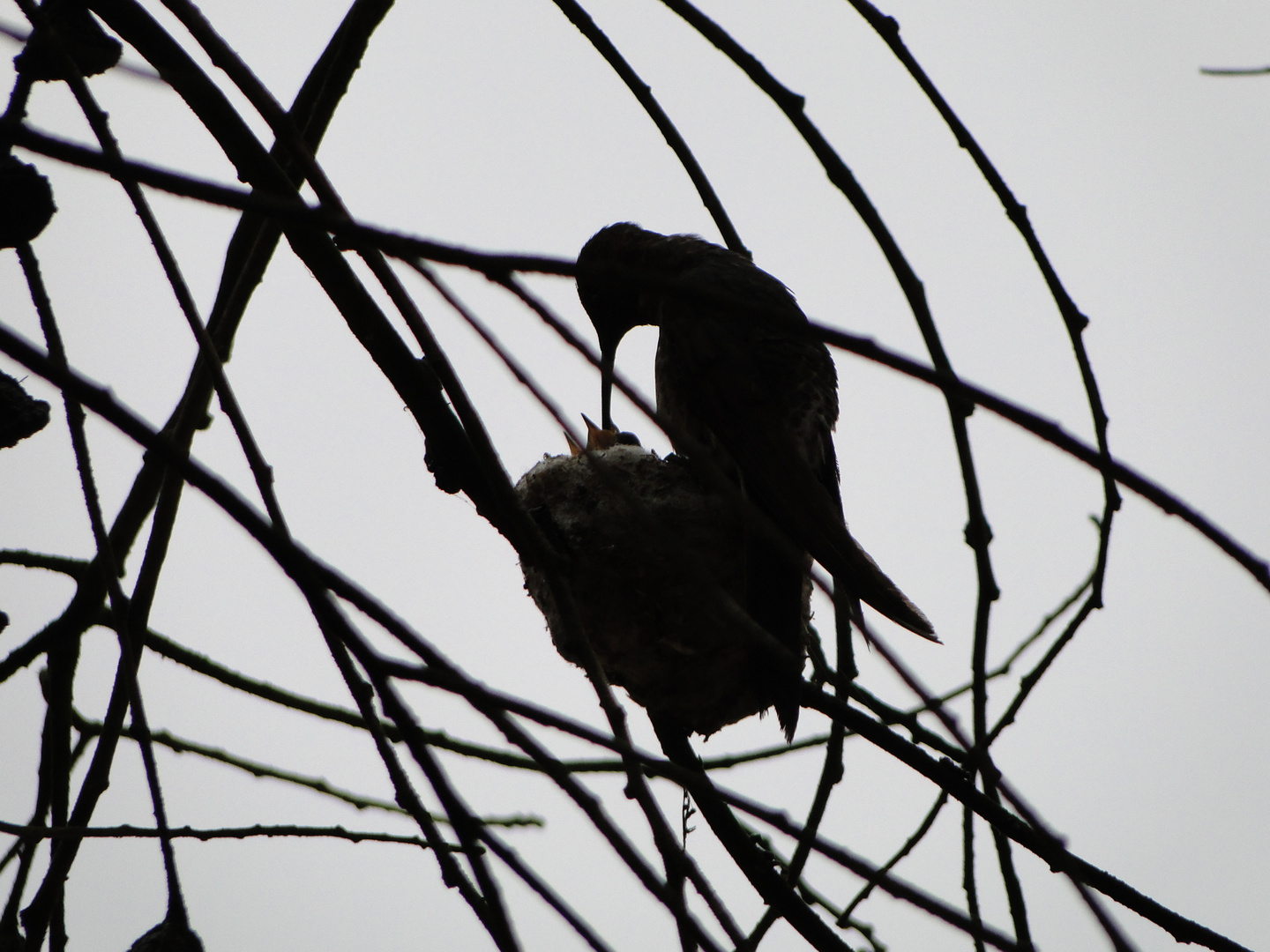 madre colibri