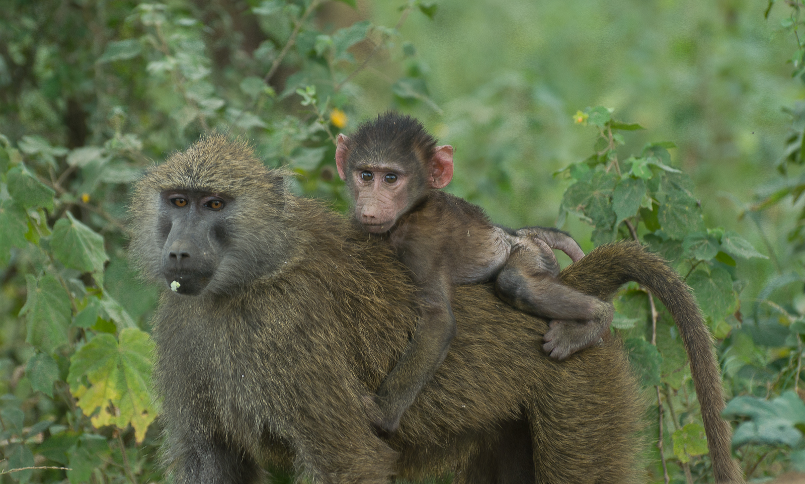 madre e bambino