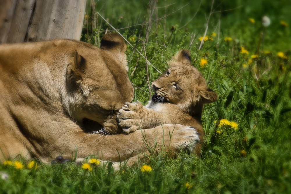 Madre e figlio