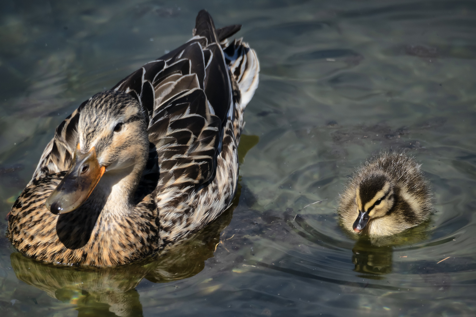 Madre e figlio