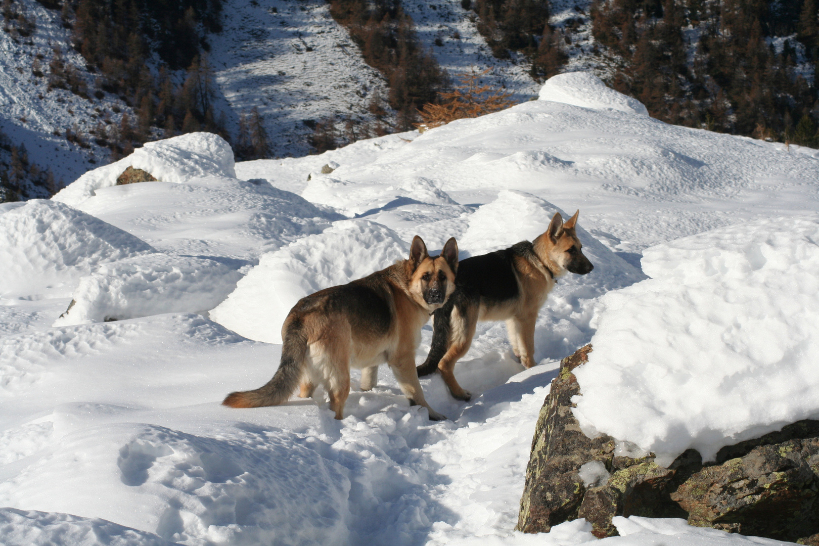 Madre e figlio i miei cagnoloni