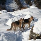 Madre e figlio i miei cagnoloni