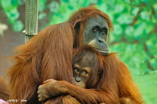 MADRE NO HAY MÁS QUE UNA. Dedicada a FLOR y FIDENCIA GORDO.