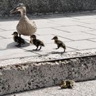 Madre pato y sus crías