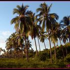 Madres de coco