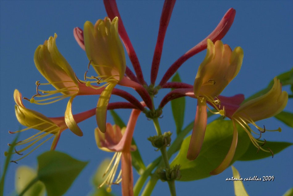 Madreselva (Lonicera caprifolium)