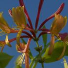 Madreselva (Lonicera caprifolium)