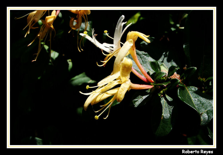 Madreselvas en Flor