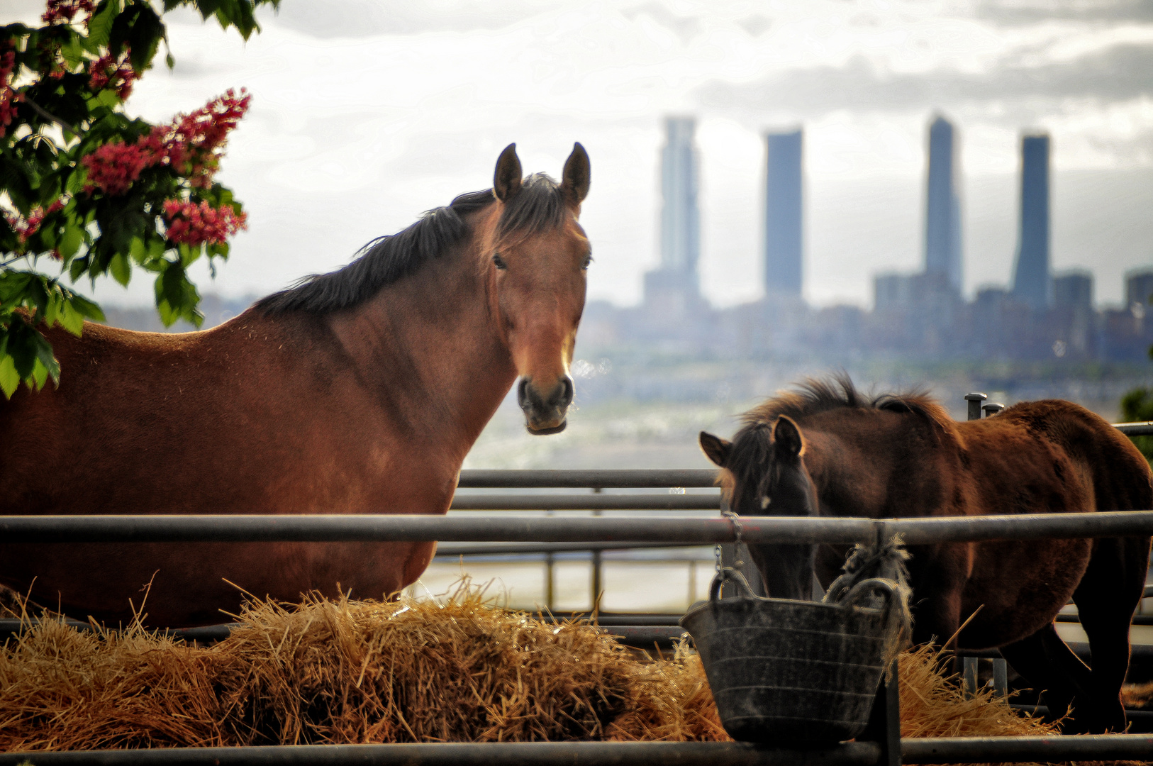 Madrid a vista de caballo