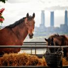 Madrid a vista de caballo