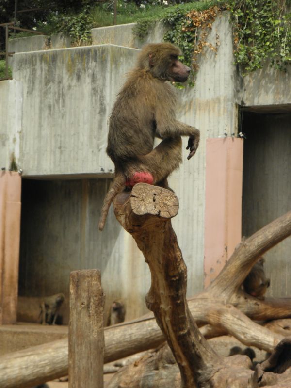 Madrid Zoo 2012