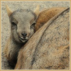 Mä-ä-ä-e-eine Mama !