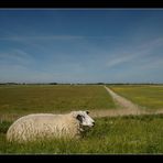 Määäh auf Sylt