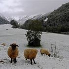 "Määäh ... Schnee im Oktober finden wir total doof .... Määäh!"